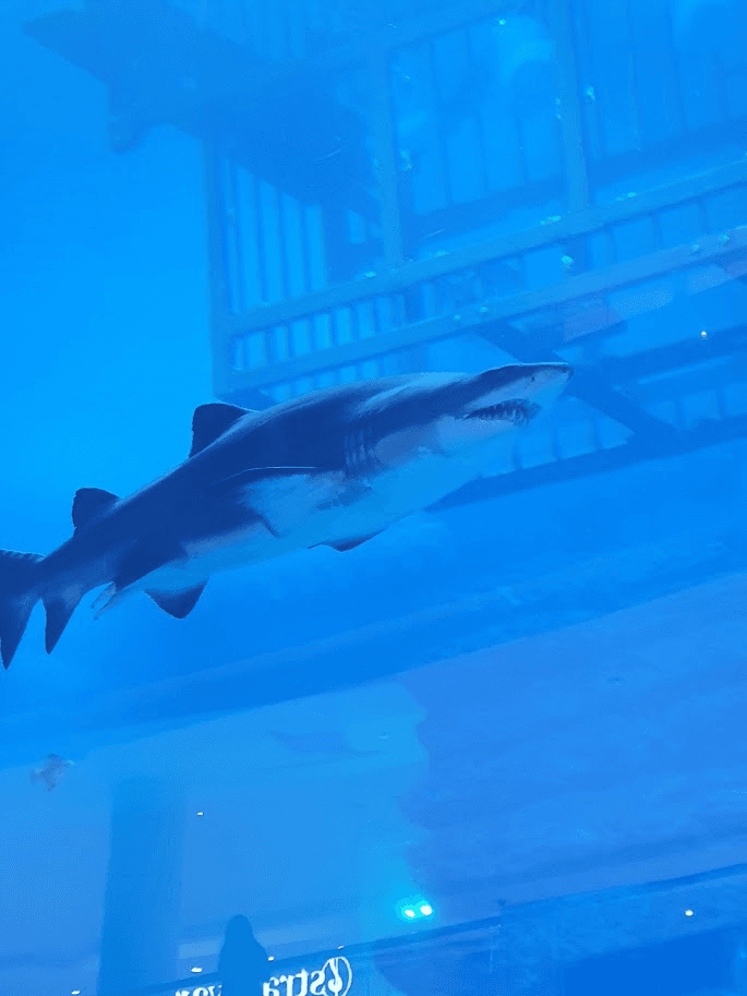 Dubai Aquarium & Underwater Zoo