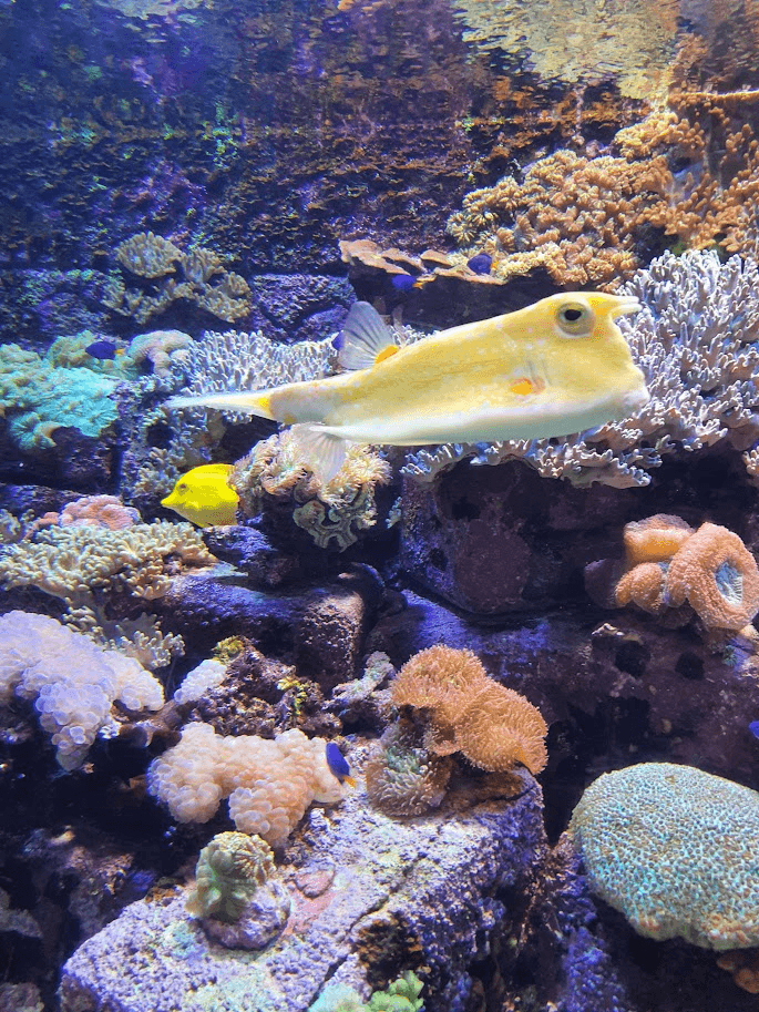 The Lost Chambers Aquarium (atual Lost World Aquarium)
